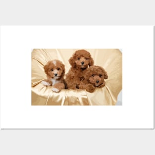 Poodle Puppies Digital Painting Posters and Art